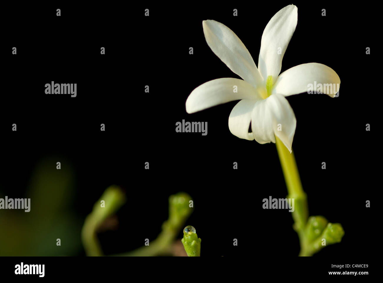 Jasmine (Jasminum auriculatum) flower close-up Stock Photo