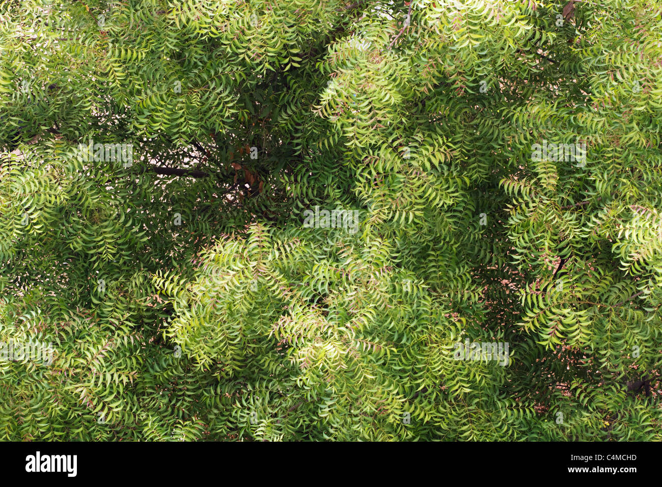 'Neem' tree (azadirachta indica) - top view Stock Photo