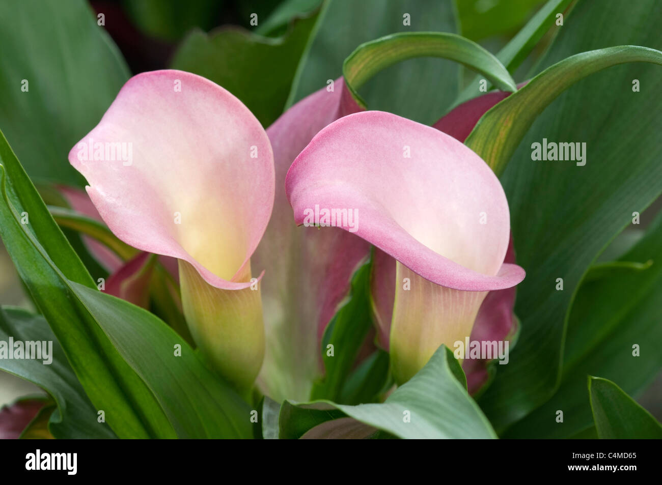 Arum Lily (Zantedeschia). Pink flowers Stock Photo Alamy