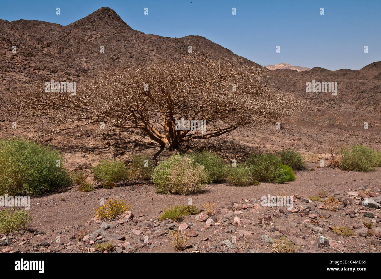 Mindre end Charles Keasing midtergang Eilat Mts.Nature reserve,Arabah Valley ,Great Rift Valley ,Israel Stock  Photo - Alamy