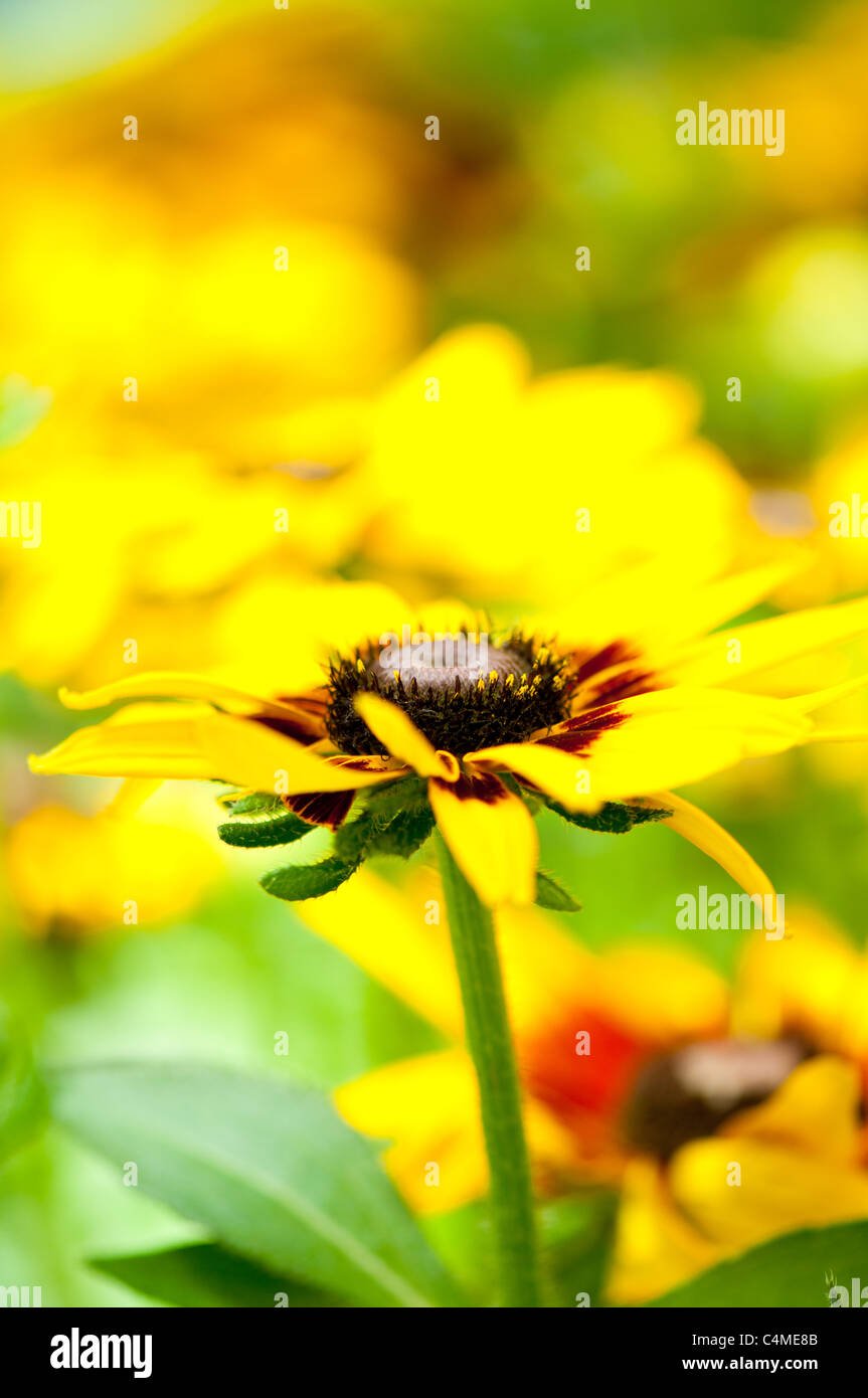 Yellow sunflowers on the bright summer day Stock Photo - Alamy