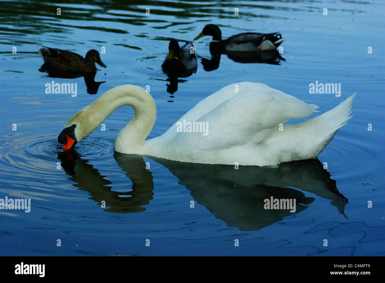 Young swan in reflective mood..Lea valley nature park  Cheshunt,,Hertfordshire, England UK. Stock Photo