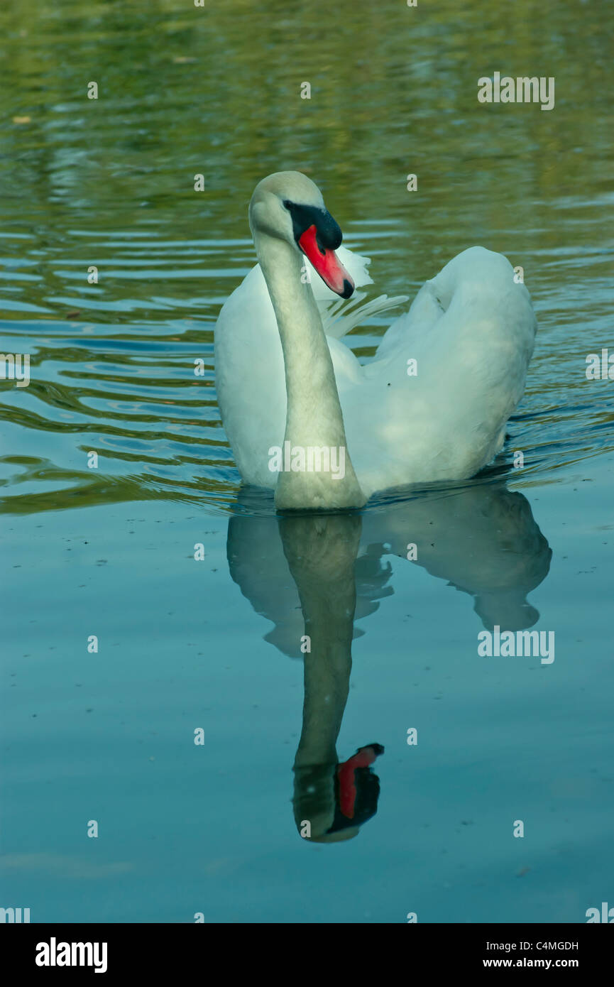 Young swan in reflective mood..Lea valley nature park  Cheshunt,,Hertfordshire, England UK. Stock Photo