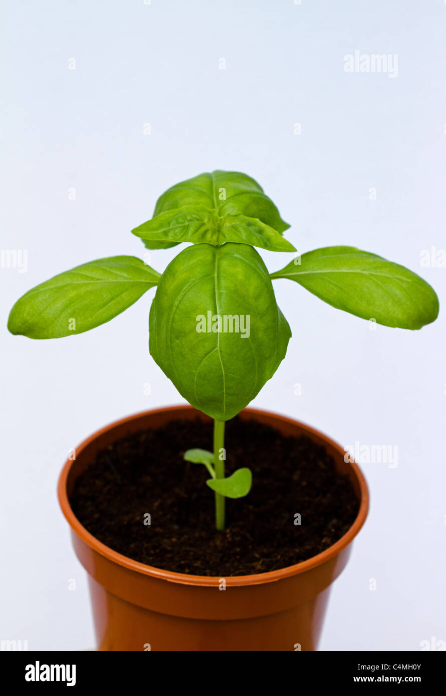 Basil single stem herb plant growing in a plastic pot filled with