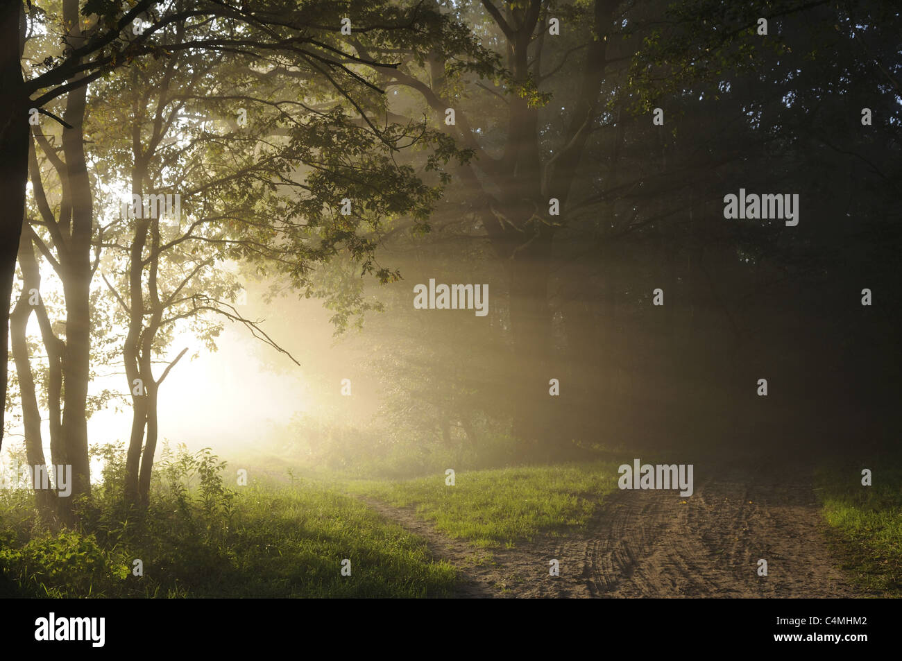 Sunrise in the woods hi-res stock photography and images - Alamy