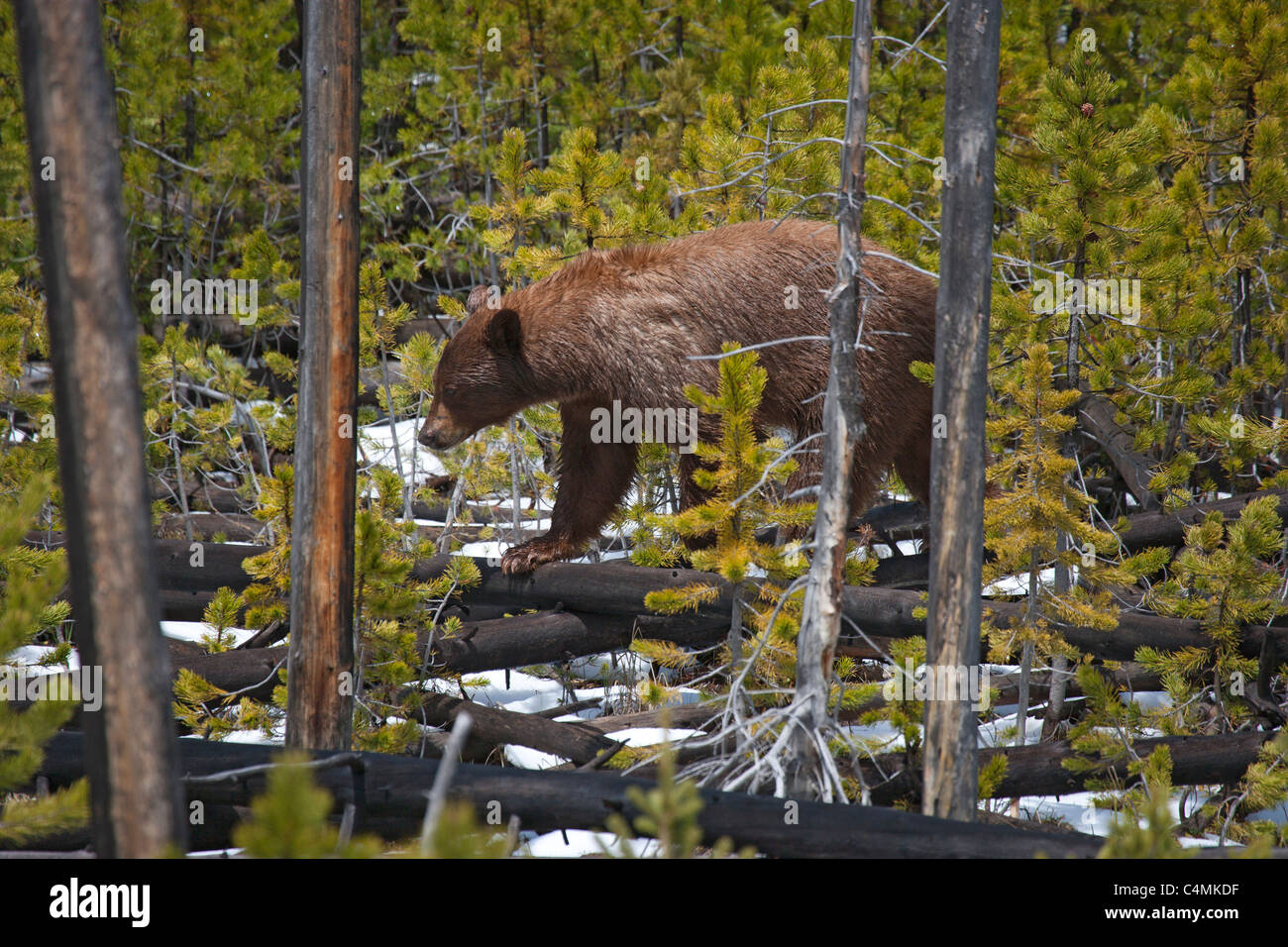 Cinnamon Colored American Black Bear Stock Photo Alamy