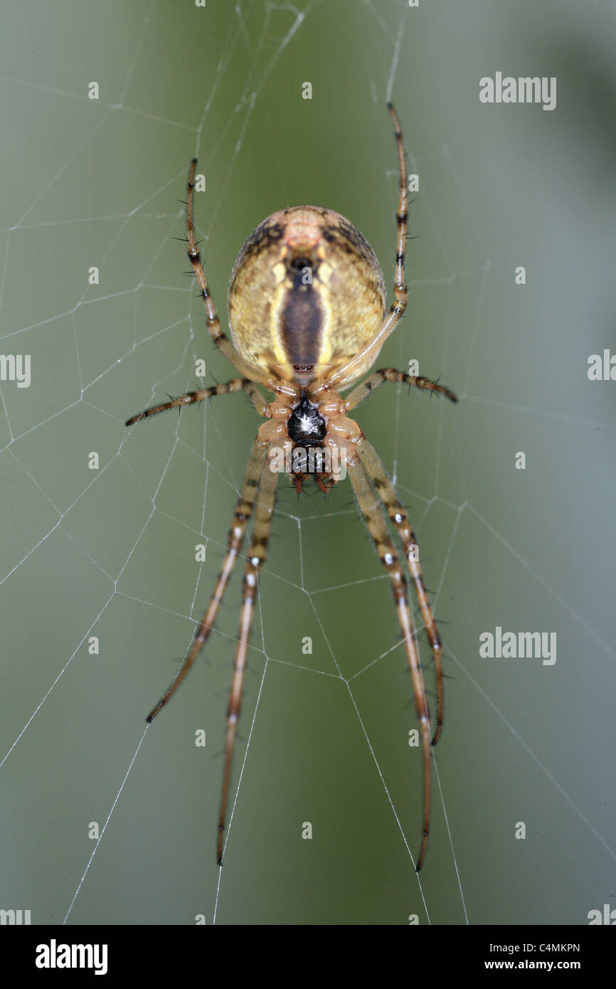 Lesser garden spider Stock Photo - Alamy