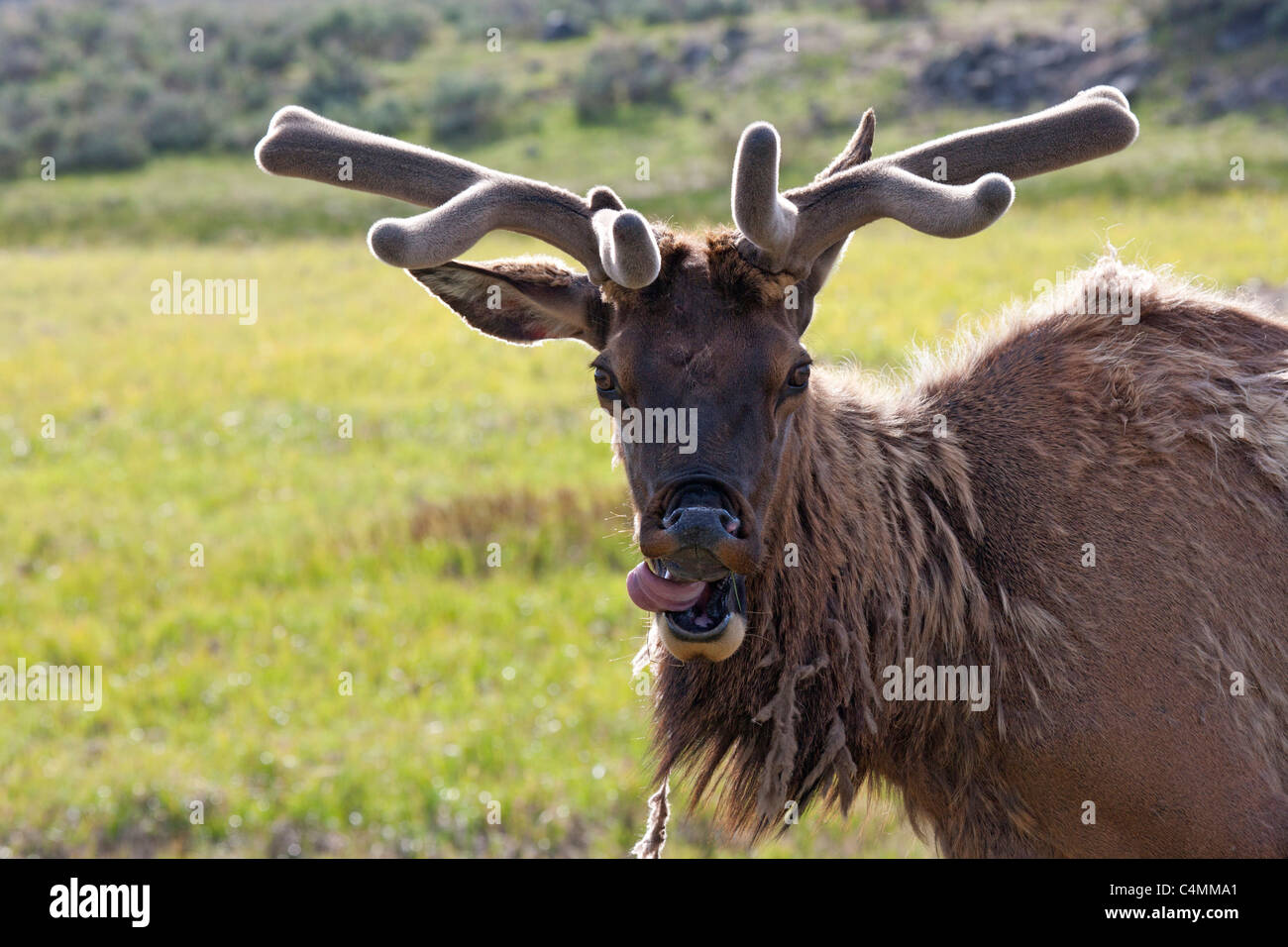 Bull Elk with Antlers in Velvet Stock Photo Alamy