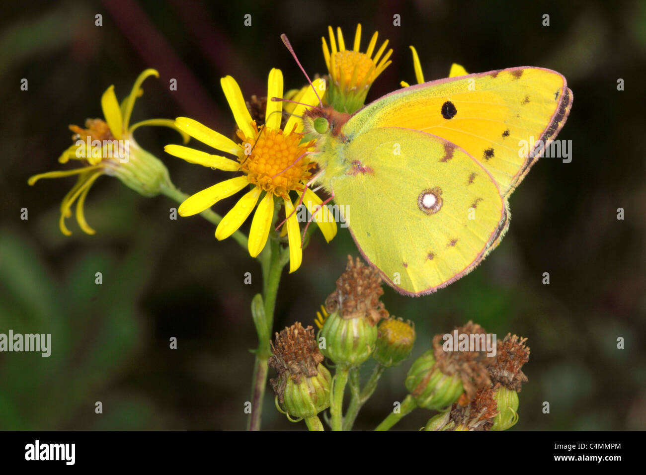 Clouded Yellow Stock Photo