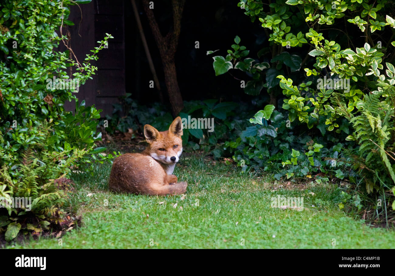 Urban male fox lies confidently in London town garden, Hampstead, London, England Stock Photo