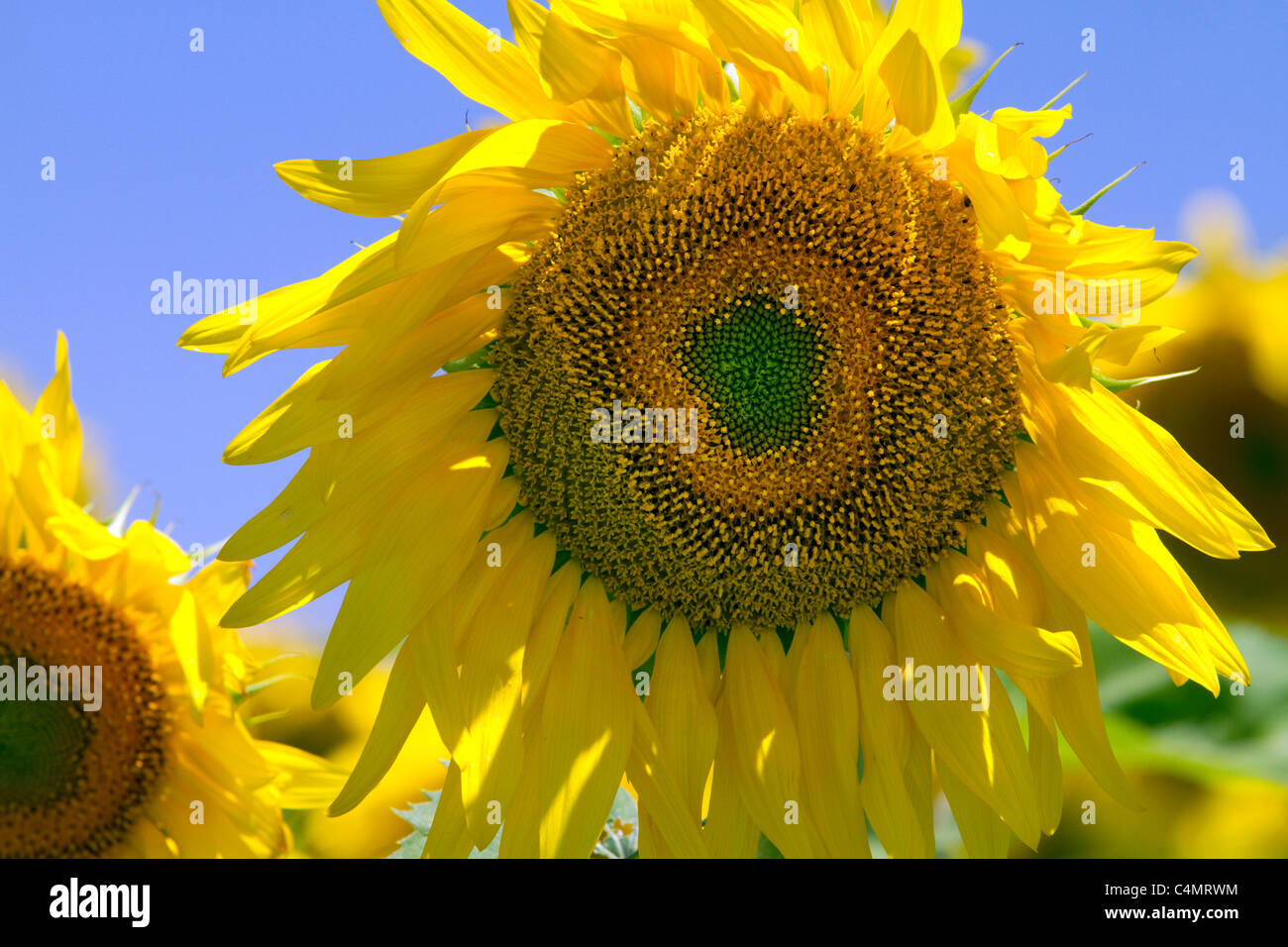 Sunflowers grow on farmland on the Pampas of Argentina. Stock Photo