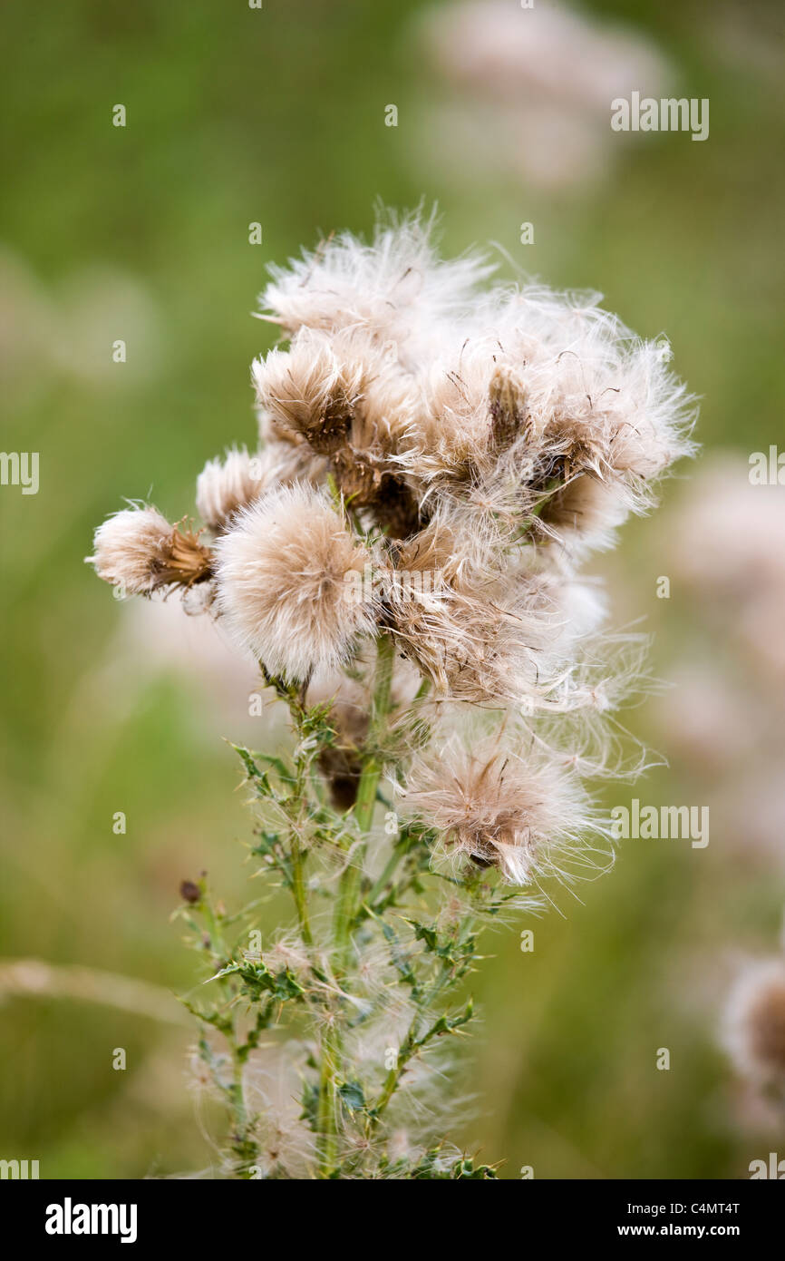 Thistle with seeds spreading by wind dispersal in a field in The Cotswolds, Gloucestershire, UK Stock Photo