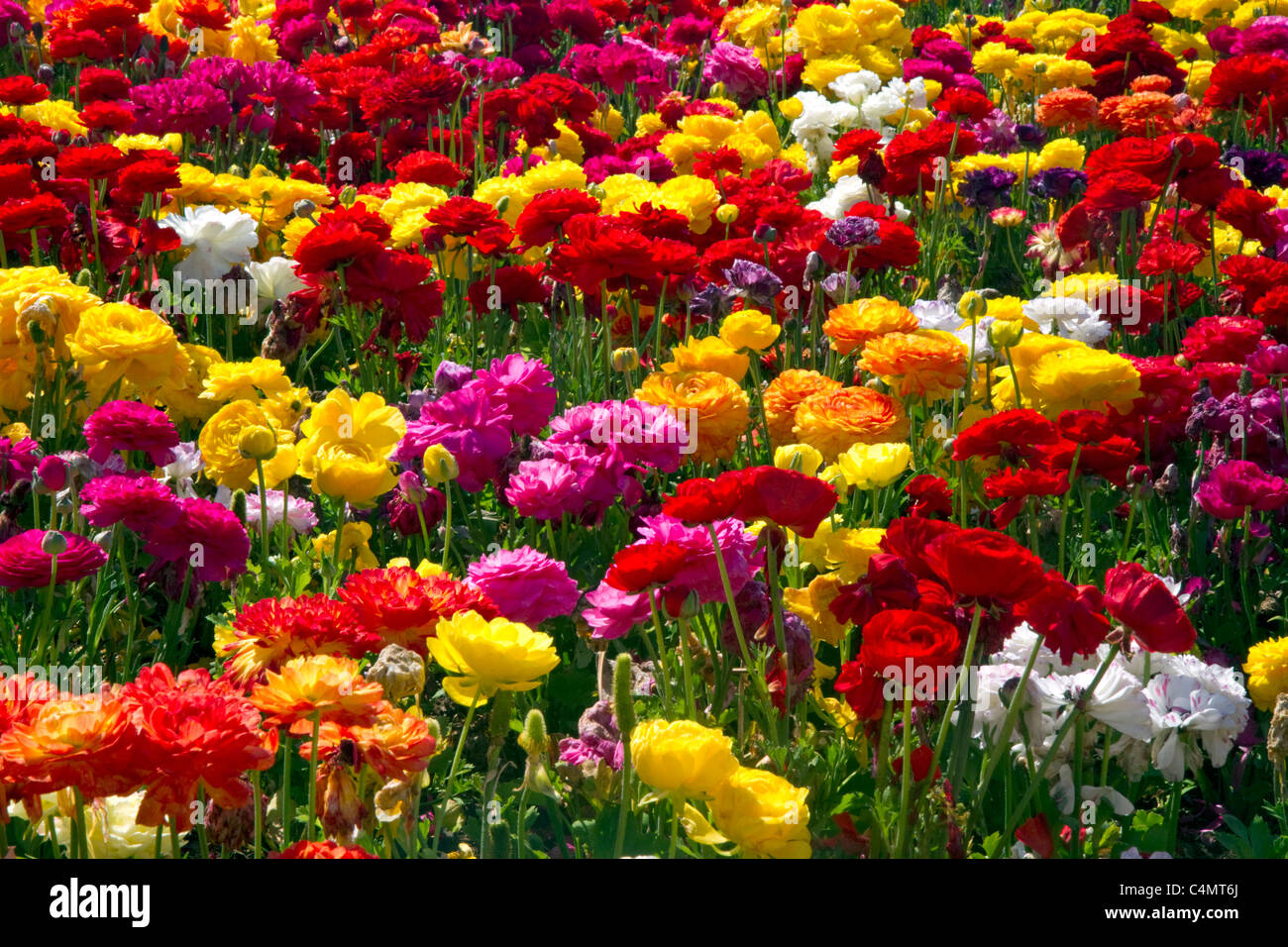 The Flower Fields at Carlsbad, California, USA. Stock Photo
