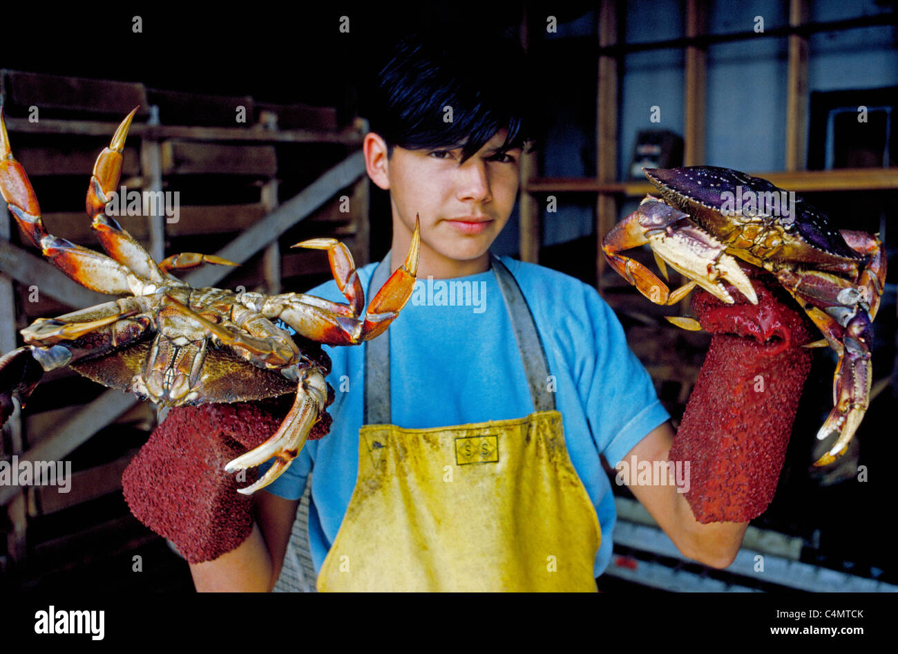 Two huge Dungeness crabs fresh off a crab boat are held by a young worker wearing protective gloves in a seafood processing plant in Alaska, USA. Stock Photo