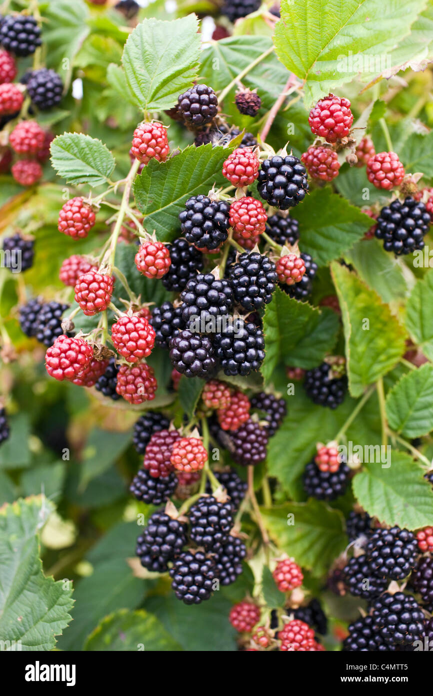 Blackberries growing on a bush in Gloucestershire, England, United Kingdom Stock Photo