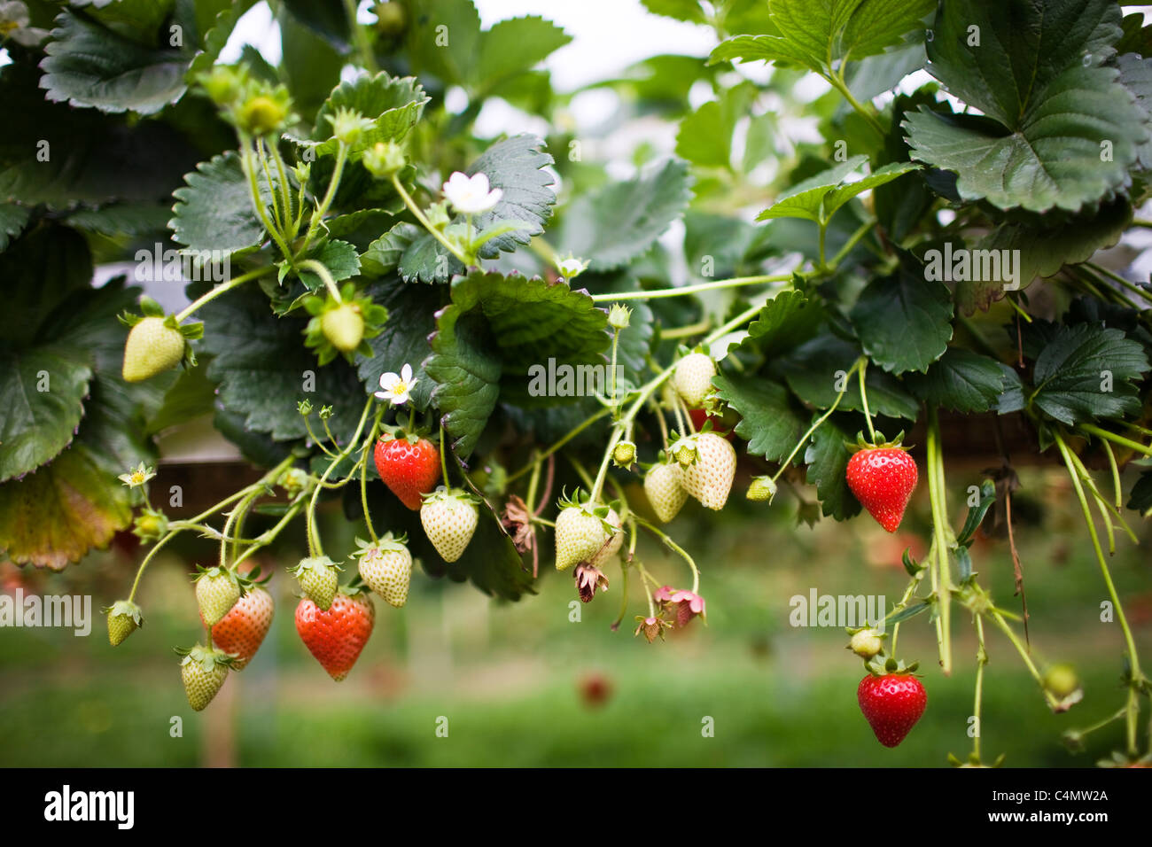 Strawberries growing on a bush in Gloucestershire, England, United Kingdom Stock Photo