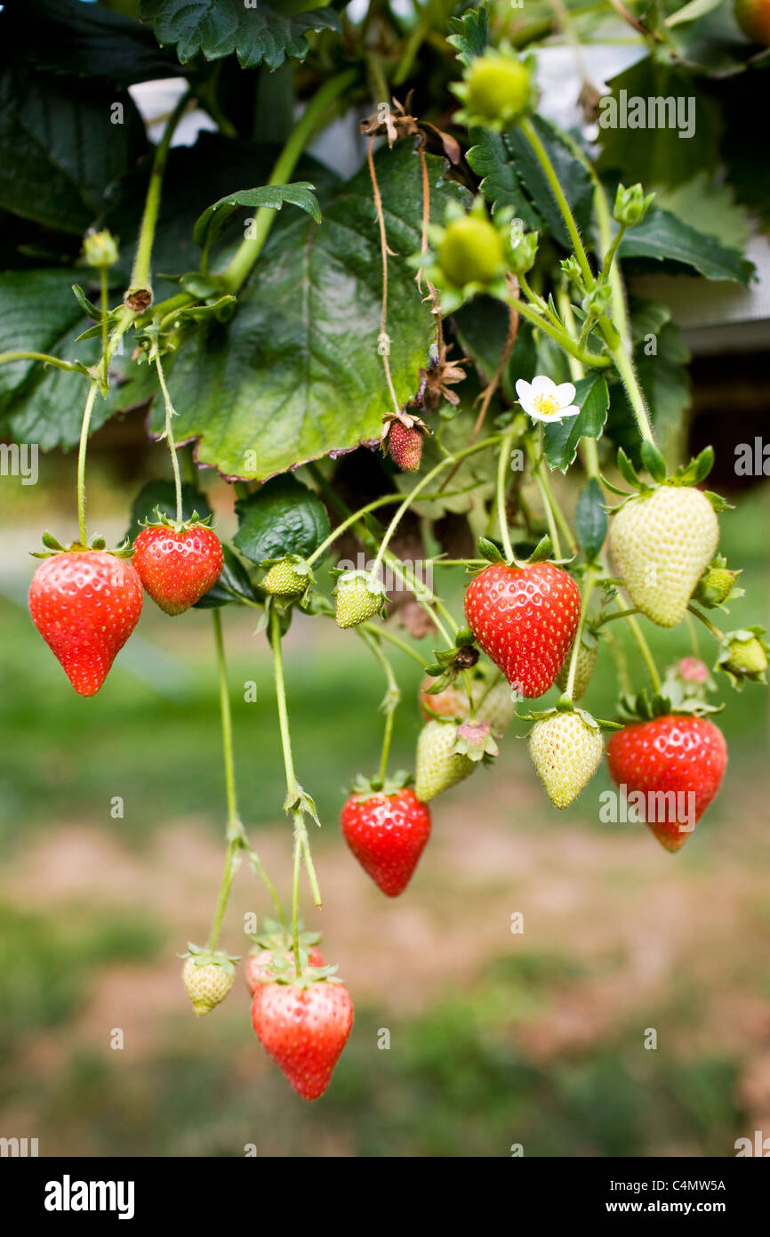 Strawberries growing hires stock photography and images Alamy