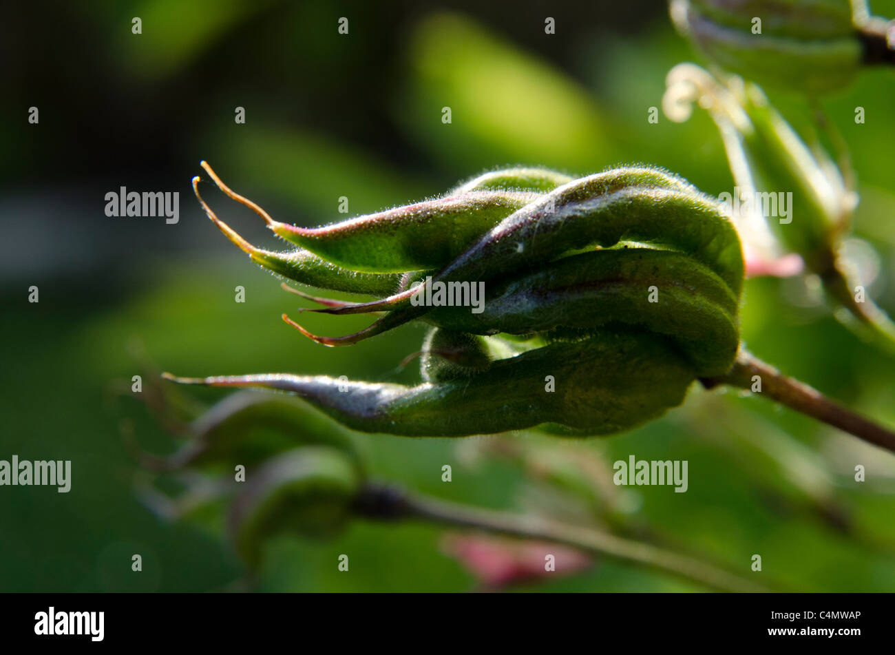 Columbine aquilegia seed-head Stock Photo