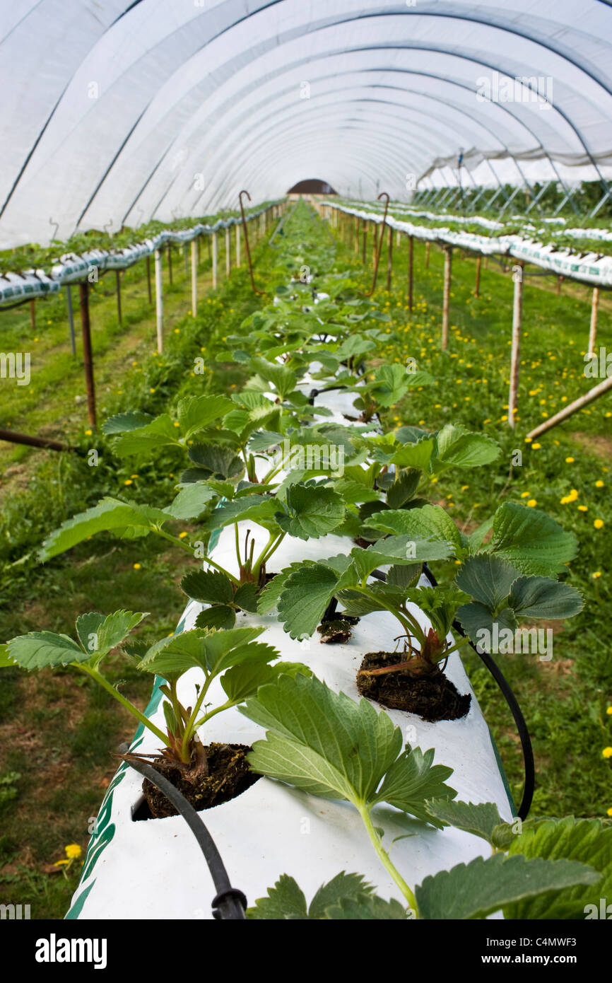 Strawberry plants growing in compost in a polythene fruit tunnel in Gloucestershire, England, United Kingdom Stock Photo
