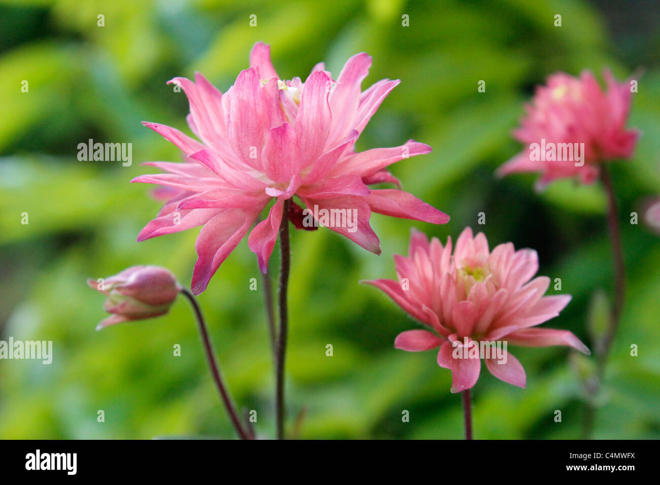 Columbine aquilegia flowers Stock Photo