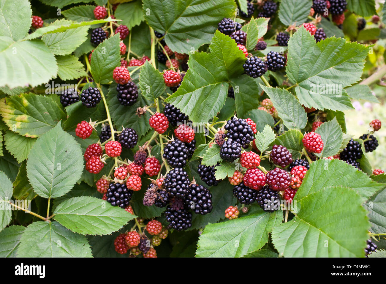 Blackberries growing on a bush in Gloucestershire, England, United