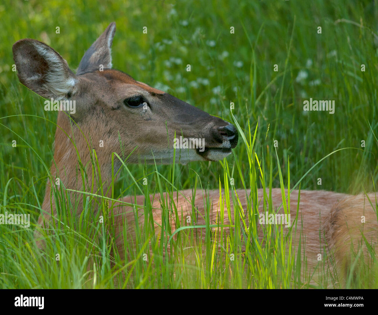 whitetail deer doe laying in tall grass Stock Photo