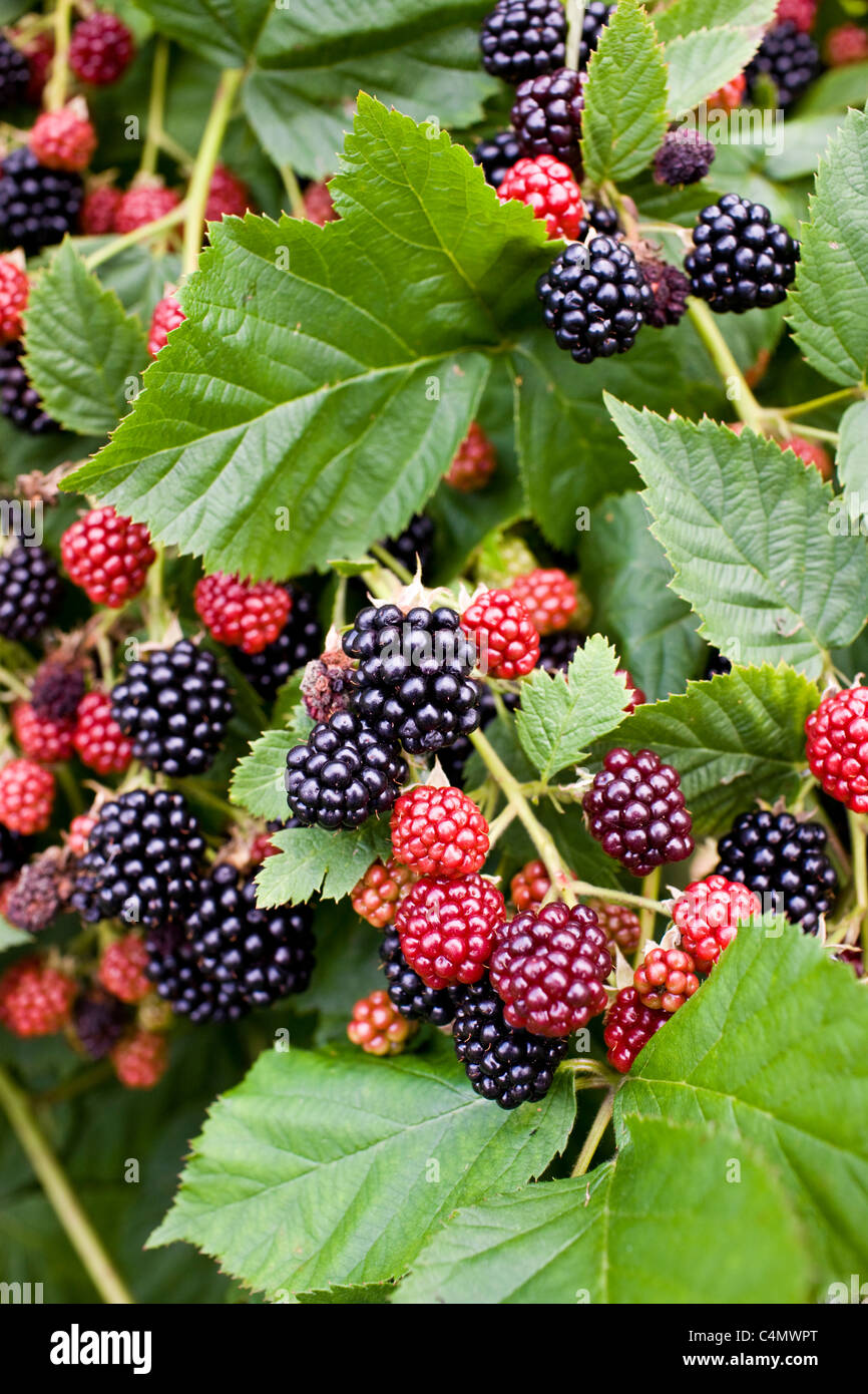 Blackberries growing on a bush in Gloucestershire, England, United Kingdom Stock Photo