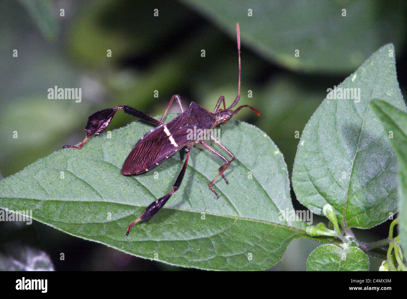 Leaffooted Bug- Leptoglossus phyllopus Stock Photo