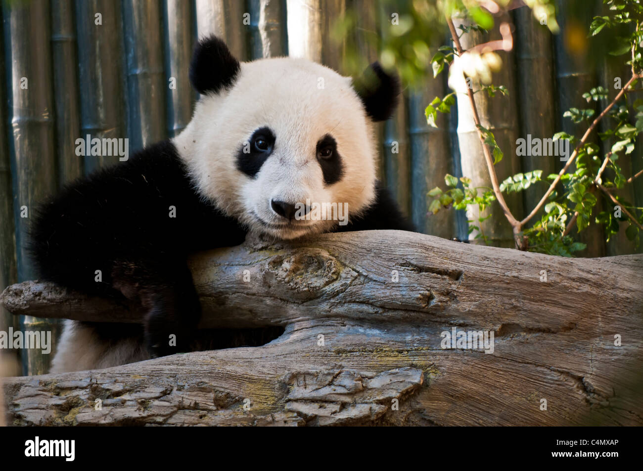 Panda Bear Stock Photo