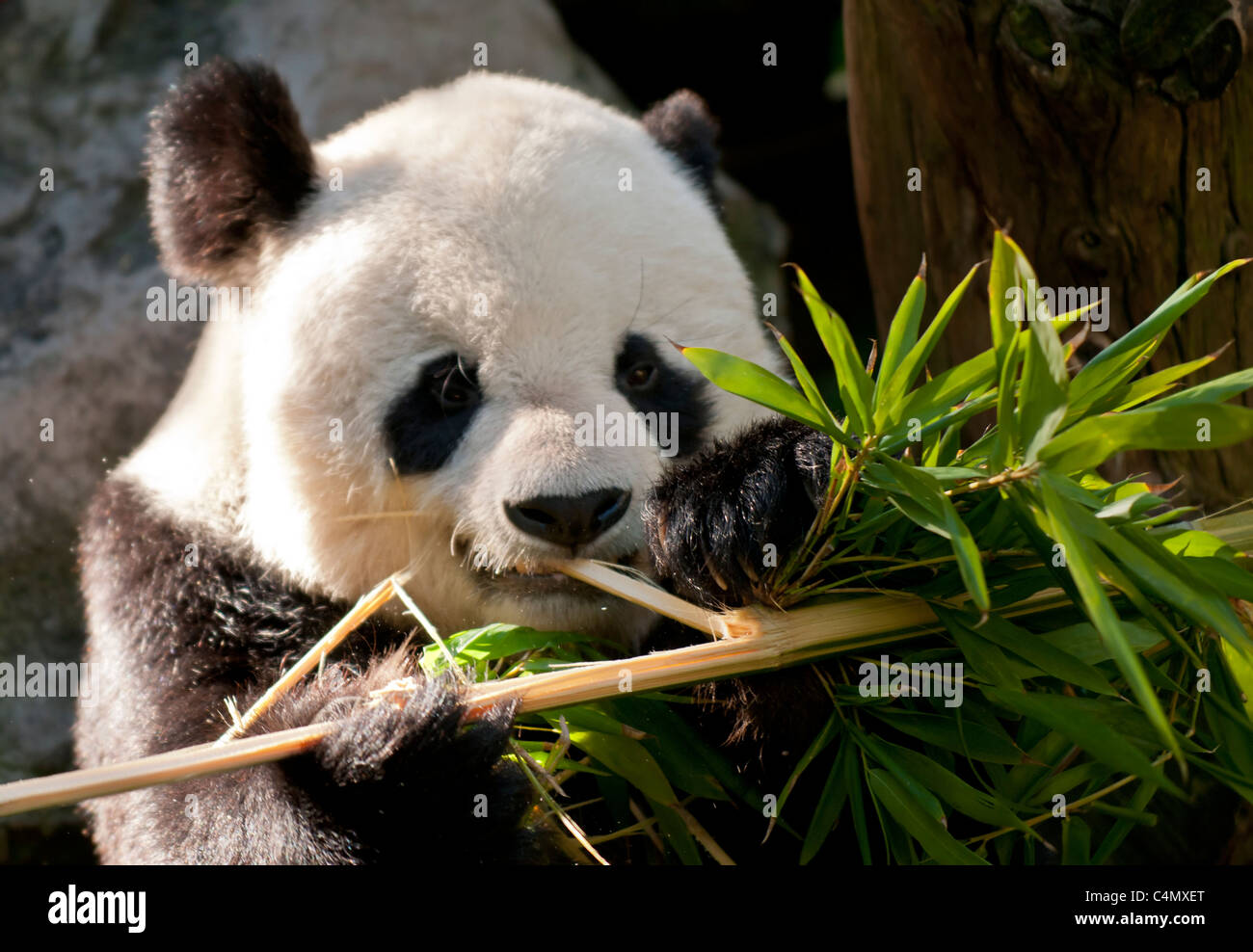 Panda Bear Stock Photo