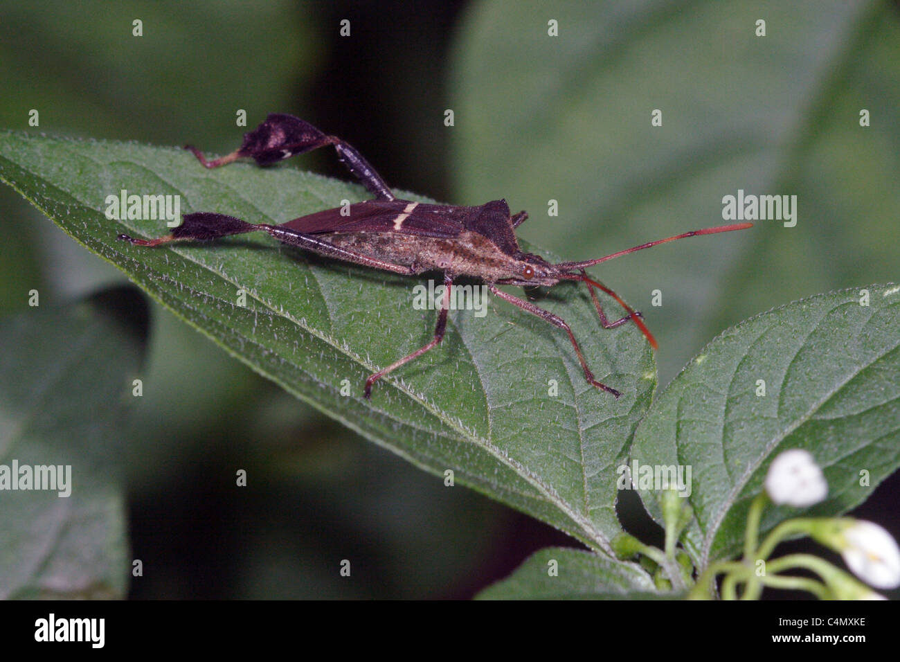 Leaffooted Bug- Leptoglossus phyllopus Stock Photo