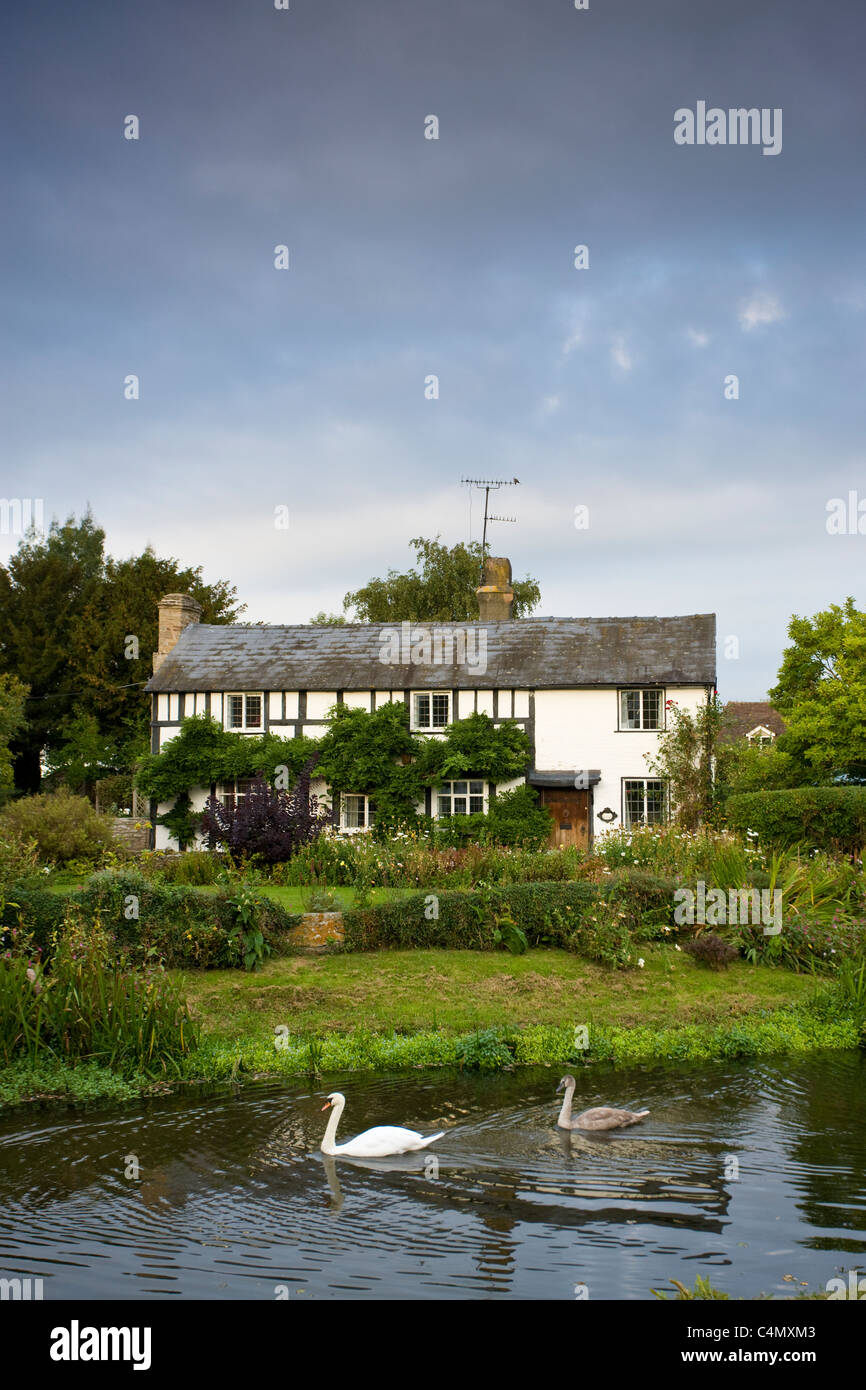 Quaint Tudor style cottage with swan and cygnet on River Arrow at Eardisland, Herefordshire, UK Stock Photo