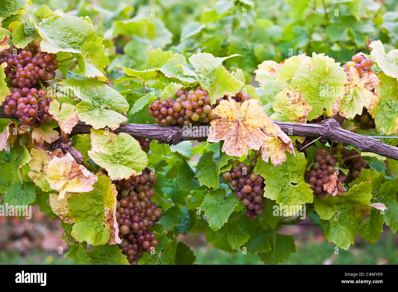 Siegerrebe grapes growing on grapevines for British wine production at