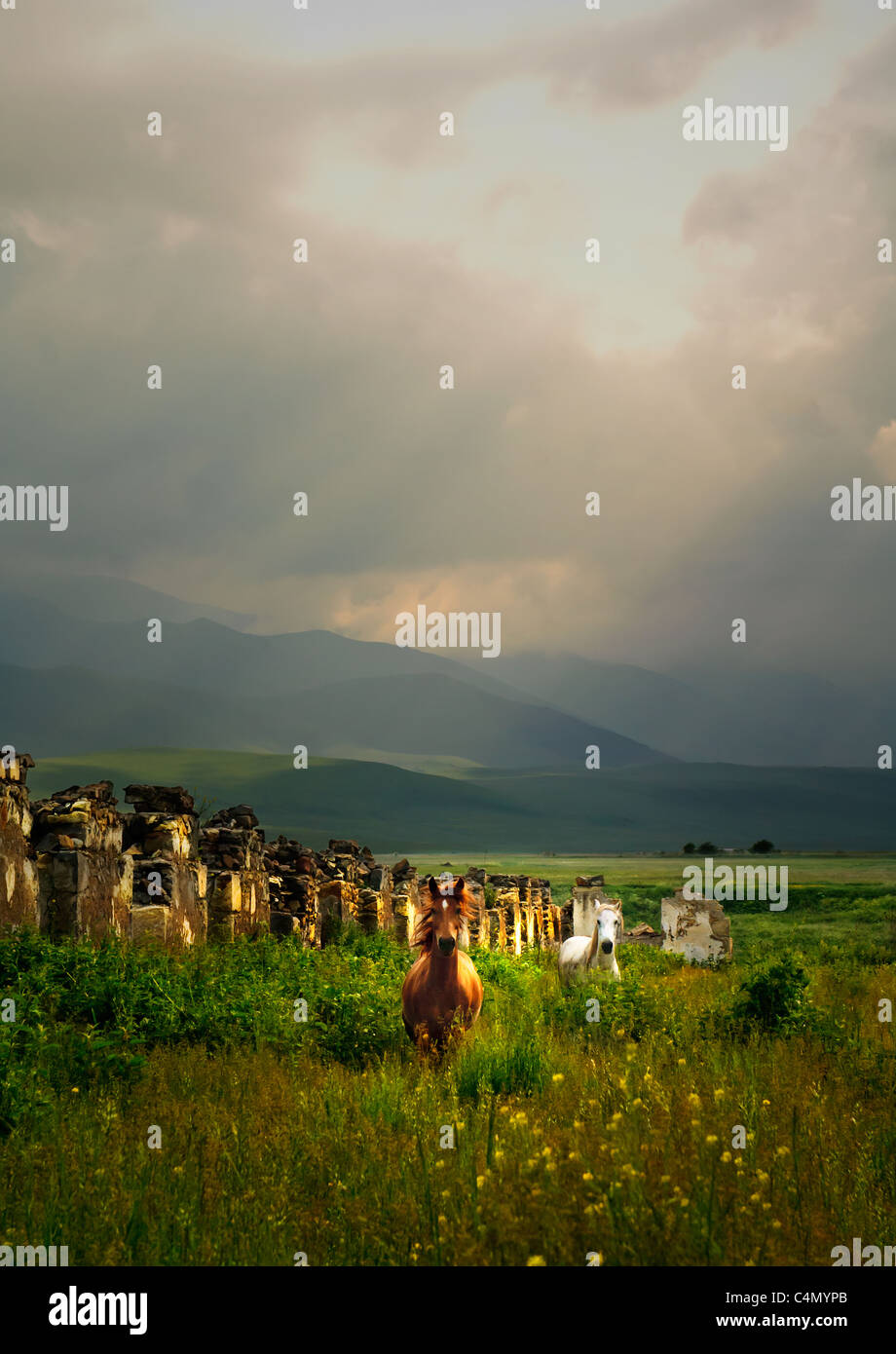 A pair of wild horses running through a field Stock Photo