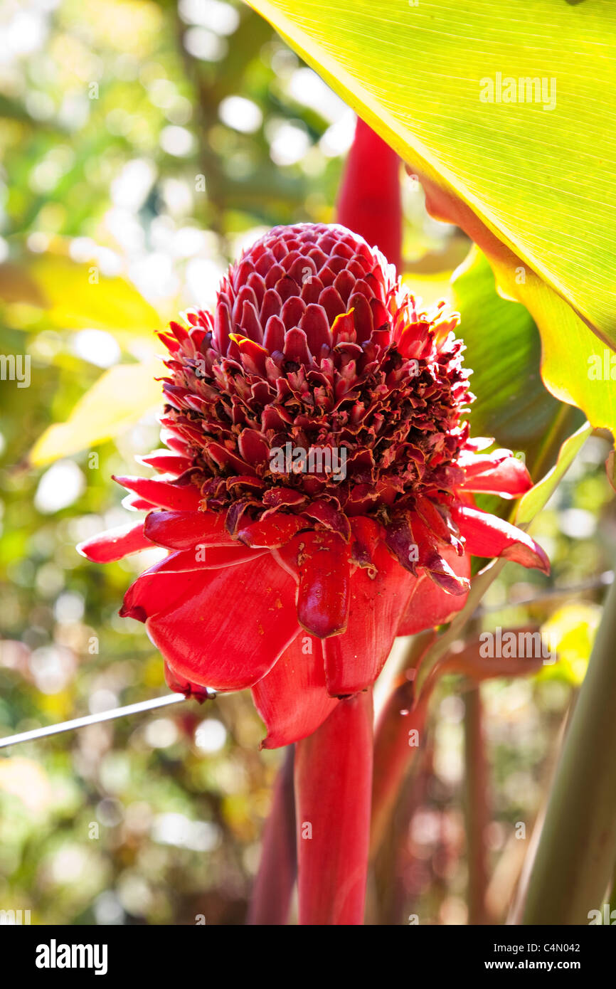Colombian flower hi-res stock photography and images - Alamy