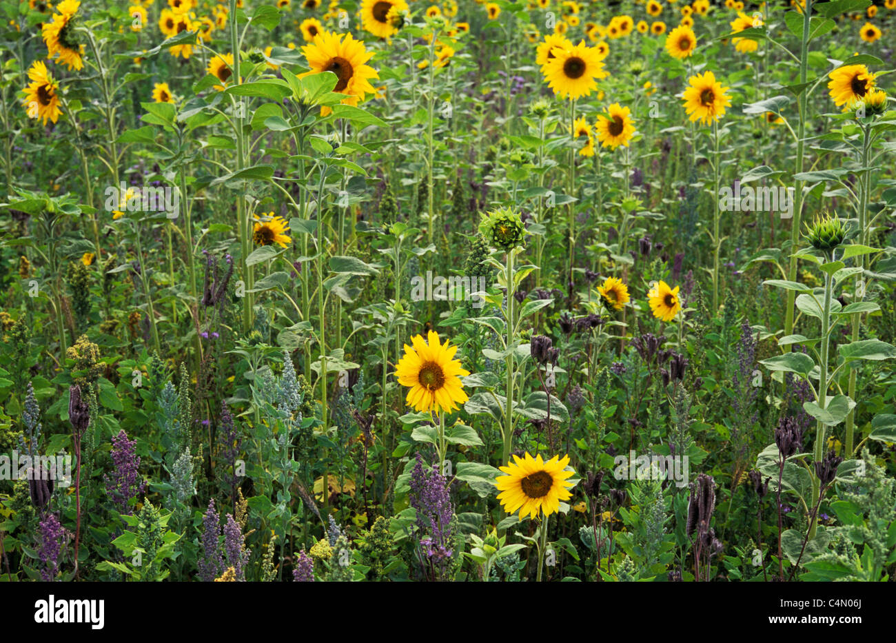 Field of bird-friendly plants and flowers of Sunflower or Helianthus annuus and Fat hen or Chenopodium album and Kinoa Stock Photo