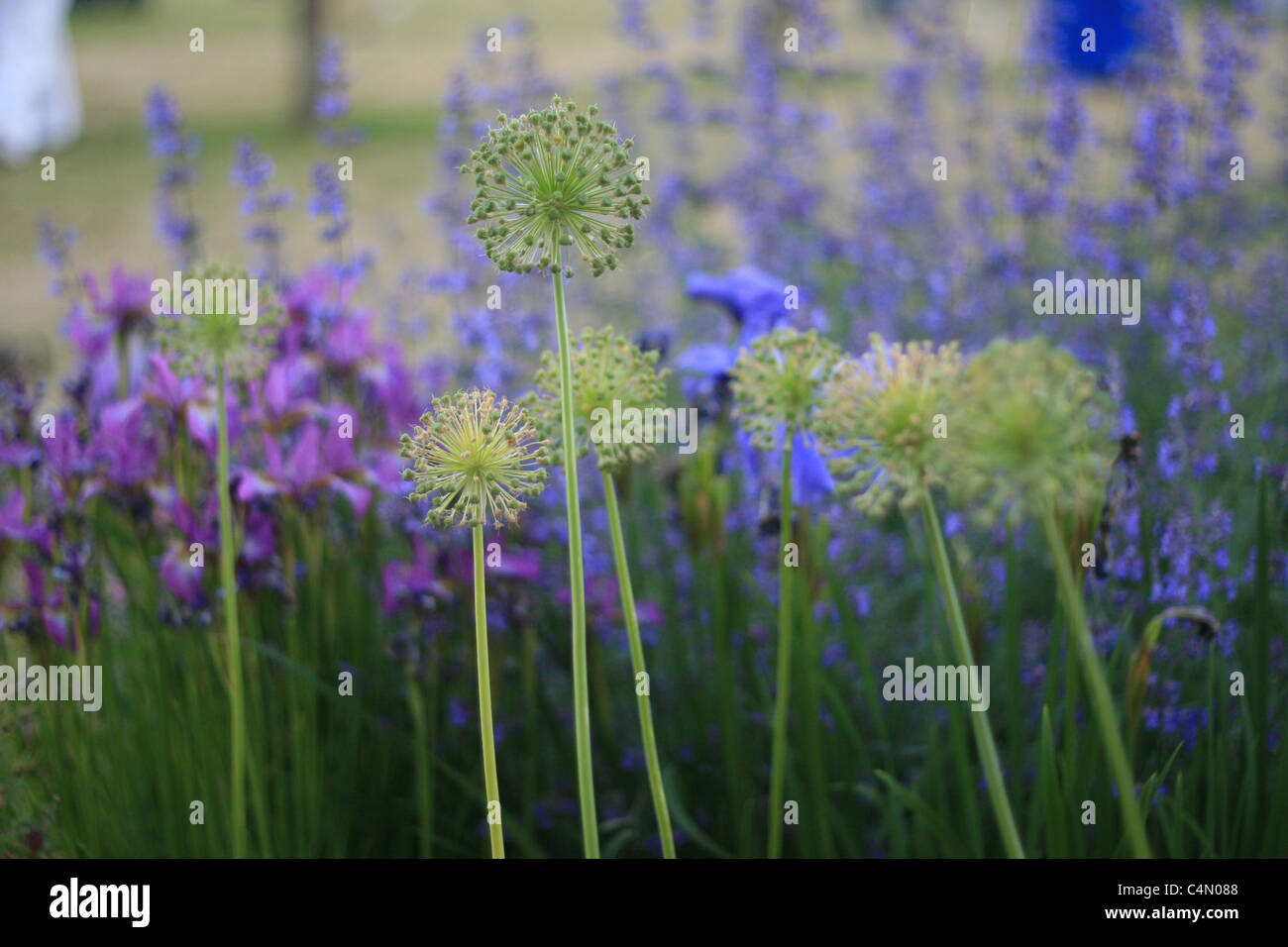 blue flowers with alliums at the centre courtyard, hay literary festival Stock Photo