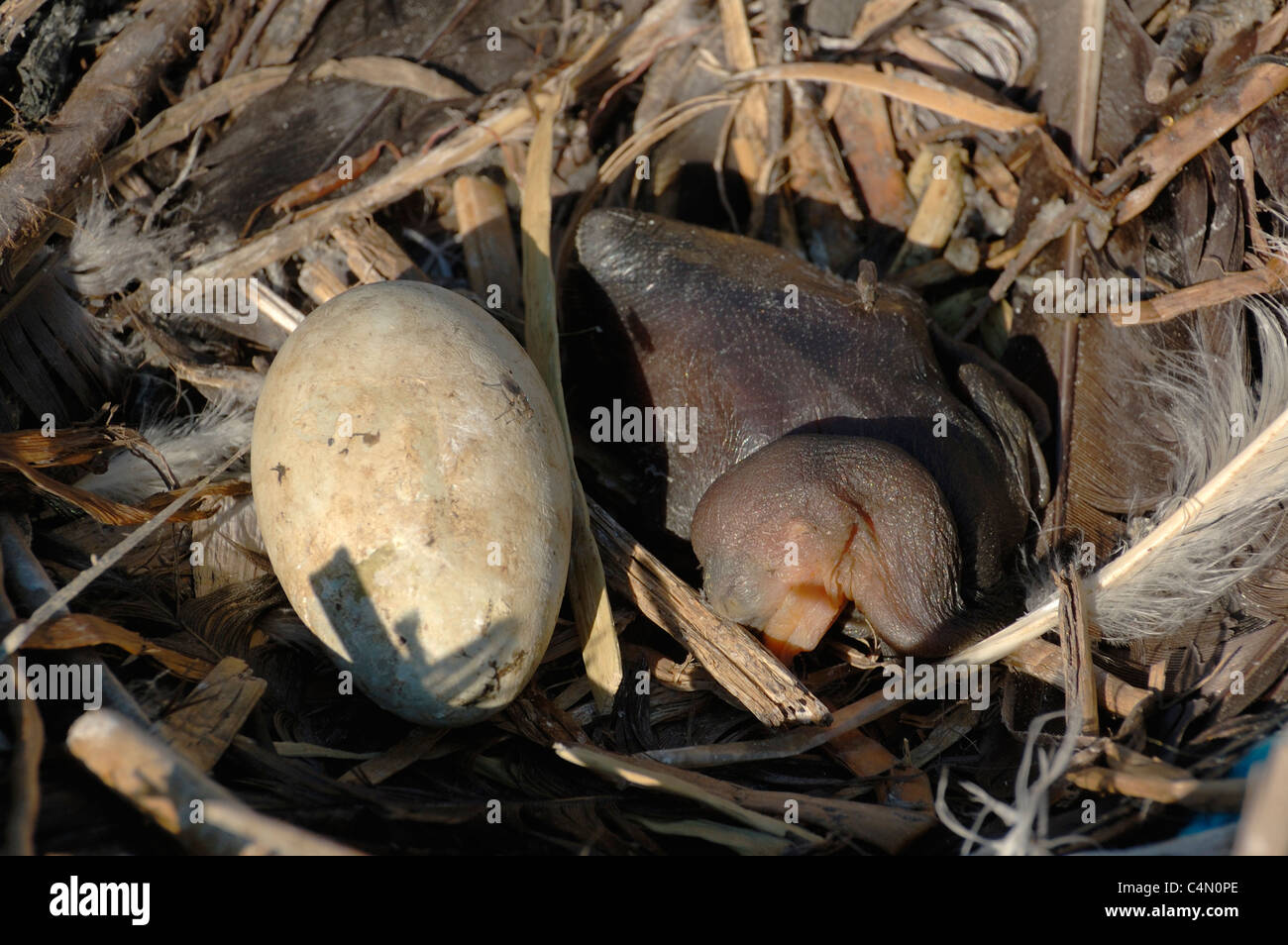 Cormorant egg hires stock photography and images Alamy