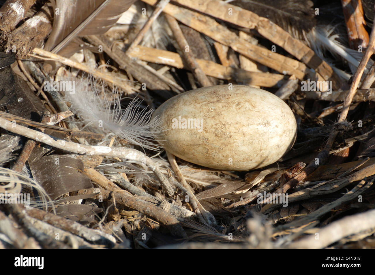Egg ready to hatch in nest Stock Photo Alamy