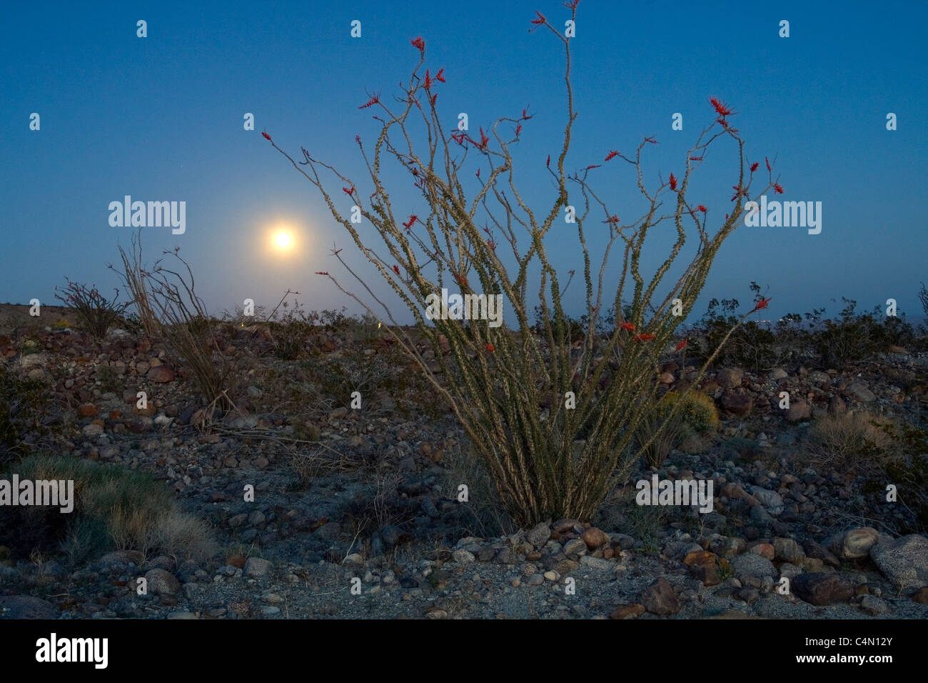 A full moon rises behind an Ocotillo bush in Anza Borrego Desert State Park, California. Stock Photo
