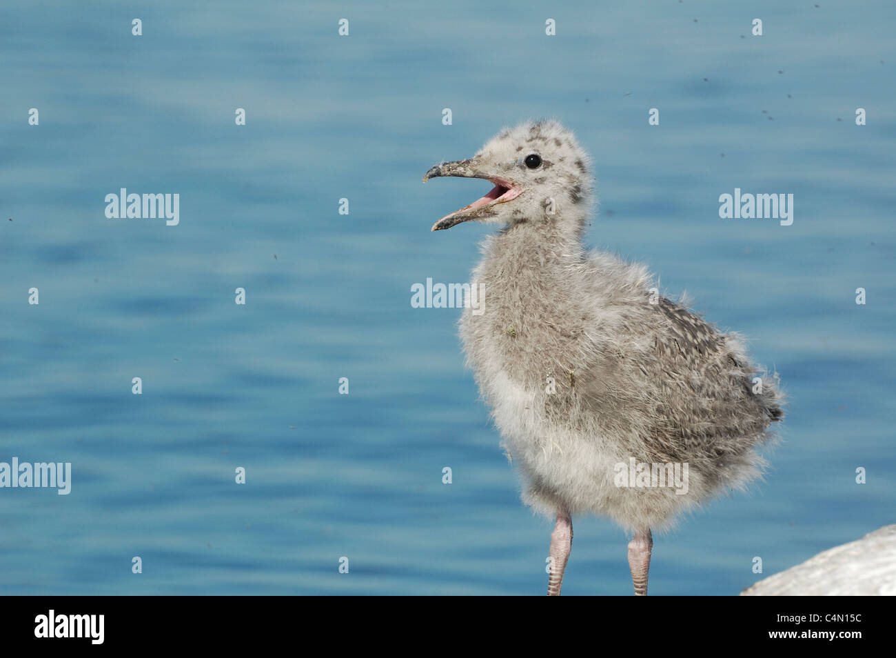 Baby Herring Gull Stock Photo Alamy