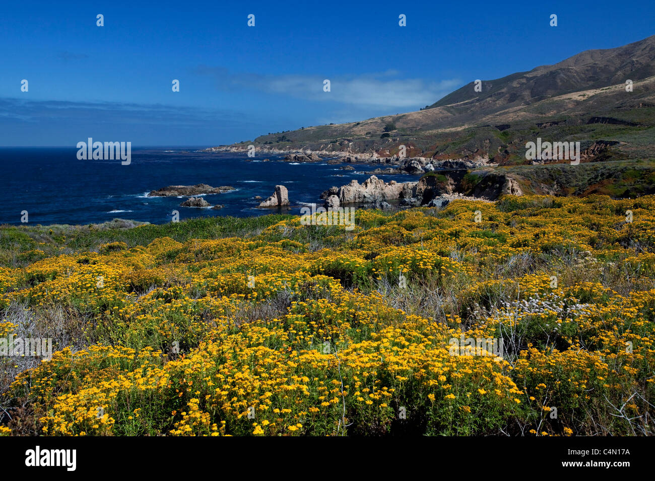 Spring wildflowers bloom at Soberanes Point along the Big Sur Coast in California. Stock Photo