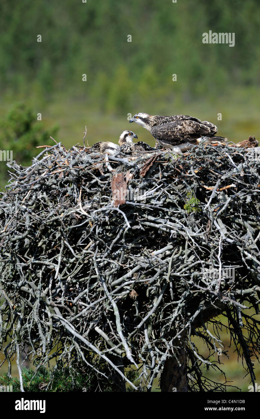 Juvenile Osprey in nest (Pandion haliaetus) Stock Photo