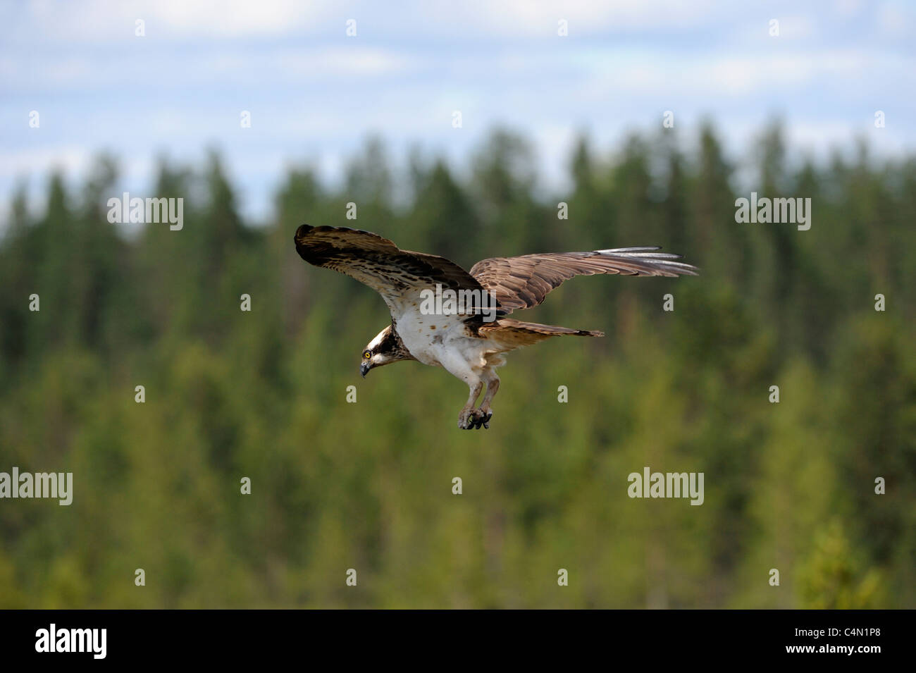 Raptor bird hi-res stock photography and images - Alamy