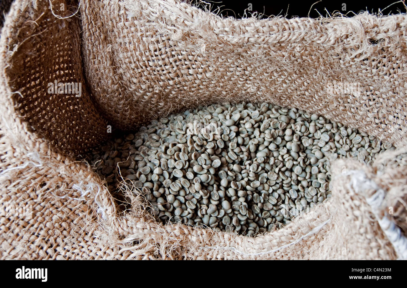 Illustration of Guatemalan Arabica Coffee Beans