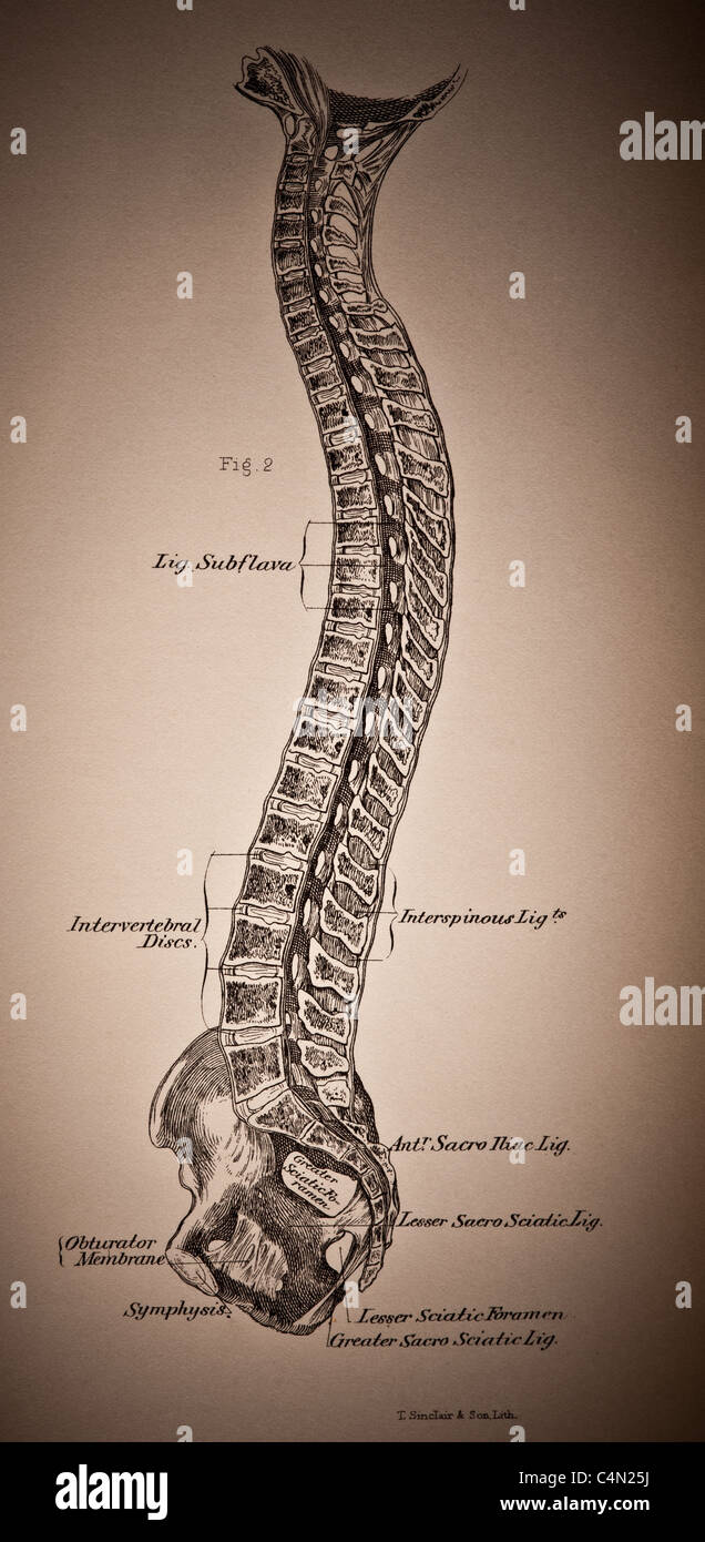 Vintage Spinal Nerve Illustration High Resolution Stock Photography and ...