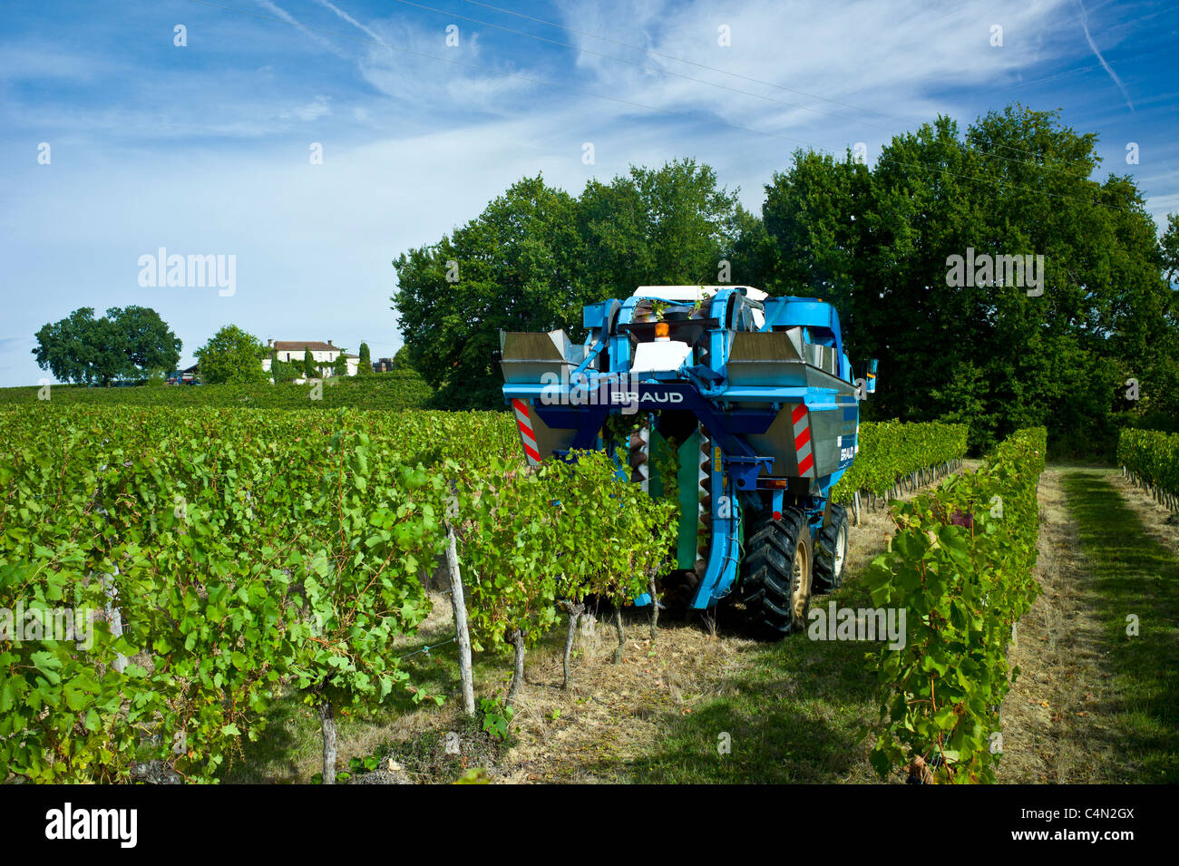 Wine harvest, the vendange, of Merlot grapes by vine tractor at Chateau Fontcaille Bellevue, in Bordeaux region of France Stock Photo