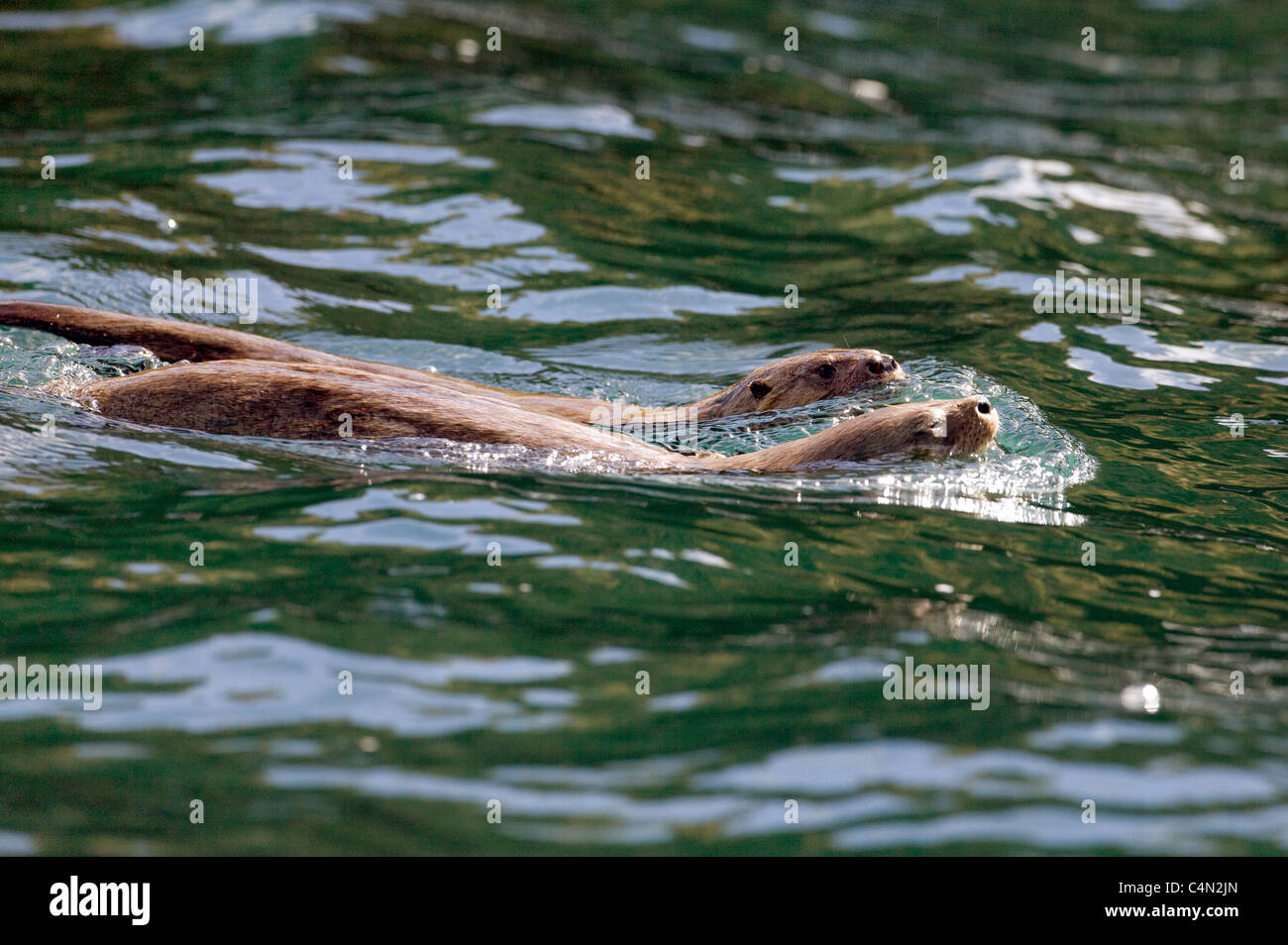 A pair of the smallest species of marine otters (Lontra felina) swim in the waters off the coast of Chile. Stock Photo