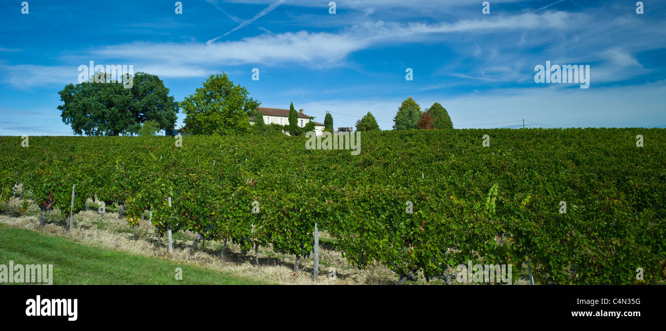 Cabernet Sauvignon grapes ripe for harvesting at Chateau Fontcaille Bellevue in Bordeaux wine region of France Stock Photo