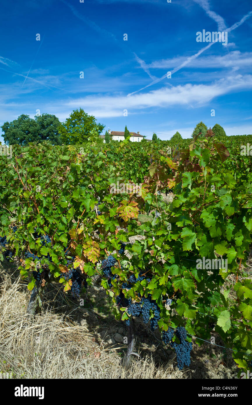 Cabernet Sauvignon grapes ripe for harvesting at Chateau Fontcaille Bellevue in Bordeaux wine region of France Stock Photo